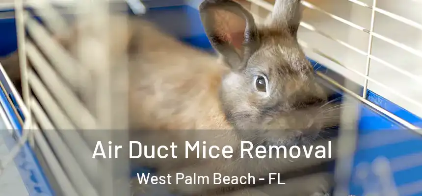  Air Duct Mice Removal West Palm Beach - FL